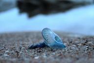 blue-bottle-jellyfish-animal-nature-577039.jpg