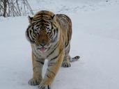 siberian-tiger-harbin-winter-snow-1007505.jpg