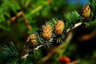 cones-larch-tree-iglak-larch-cones-614960.jpg