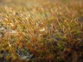 fungi-stem-growth-moss-dew-drop-217429.jpg