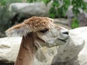 alpaca-shaved-animal-zoo-mammal-1672526.jpg