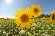 sunflower-field-sun-flare-flower-1319283.jpg