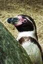 penguin-water-penguins-animal-zoo-67296.jpg