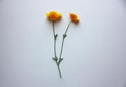 poppies-california-poppy-orange-1438871.jpg