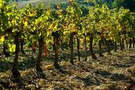 vineyard-vine-grape-fall-1002841.jpg