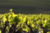 grapes-wine-leaves-vine-grow-618095.jpg