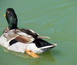 duck-bird-water-pond-wild-615469.jpg