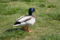 mallard-male-rush-green-colorful-1350375.jpg