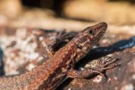 lizard-reptile-kaltblut-brown-354571.jpg