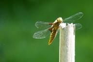 dragonfly-sailing-dragonfly-353401.jpg