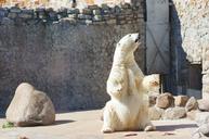 polar-bear-white-bear-bear-animals-920599.jpg