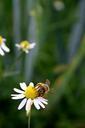 bee-honey-bee-insect-blossom-bloom-497241.jpg