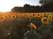 sunflowers-sunset-field-1060668.jpg