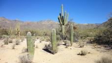 desert-cactus-arizona-tucson-1318673.jpg