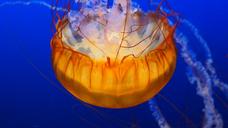 jellyfish-water-underwater-animal-1447368.jpg