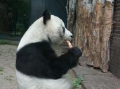 panda-bear-eat-rare-species-berlin-750475.jpg