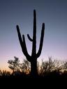 Saguaro Cactus near Tucson, Arizona LCCN2010630431.tif.tiff