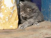 animals-cats-kitten-kittens-1639707.jpg