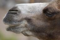 camel-desert-ship-portrait-892809.jpg