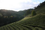 tea-scenery-green-tea-plantation-428972.jpg