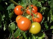 tomatoes-vegetables-food-delicious-359523.jpg