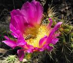 cactus-flower-small-bee-pollen-568789.jpg