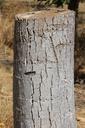 trunk-wood-texture-667157.jpg