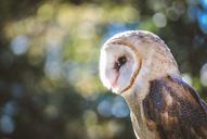 barn-owl-predator-bird-bird-of-prey-1247122.jpg