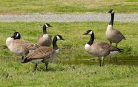 geese-canadian-wildlife-waterfowl-649616.jpg