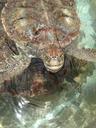 sea-turtles-turtles-nature-1345049.jpg