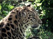 leopard-cat-big-cat-close-portrait-980796.jpg