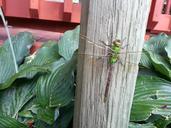 dragonfly-big-insect-bug-green-640066.jpg