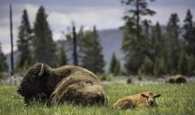 buffalo-cow-calf-resting-ground-1095282.jpg