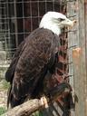 raptor-eagle-bald-eagle-823470.jpg