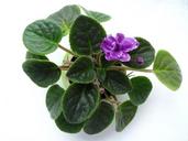 violet-flower-plant-green-1282812.jpg