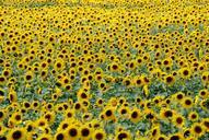 sunflowers-flowers-field-yellow-413241.jpg