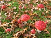 fly-fungi-nature-leaves-autumn-1065461.jpg