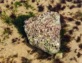 Pebble in water, Sainte-Marie-de-Ré, Ré island, Charente-Maritime, France.jpg