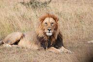 lion-africa-animal-seringeti-1021450.jpg