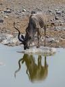 kudu-water-hole-safari-517967.jpg