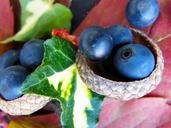 berries-blue-autumn-macro-ivy-97682.jpg