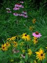 wildflowers-purple-coneflower-yellow-187996.jpg