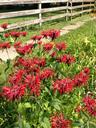 wildflowers-flowers-bee-balm-239626.jpg