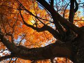 deciduous-tree-golden-autumn-77994.jpg