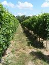 vineyard-vines-grapes-winery-459550.jpg