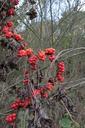 berries-berry-communis-dioscorea-87814.jpg