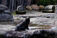 sea-lion-animal-rock-enclosure-zoo-348245.jpg