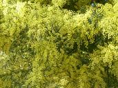 acacia-wattle-yellow-flower-flora-415271.jpg