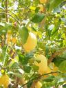 lemon-limone-lemon-tree-1117569.jpg