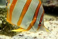 aquarium-fish-striped-890049.jpg